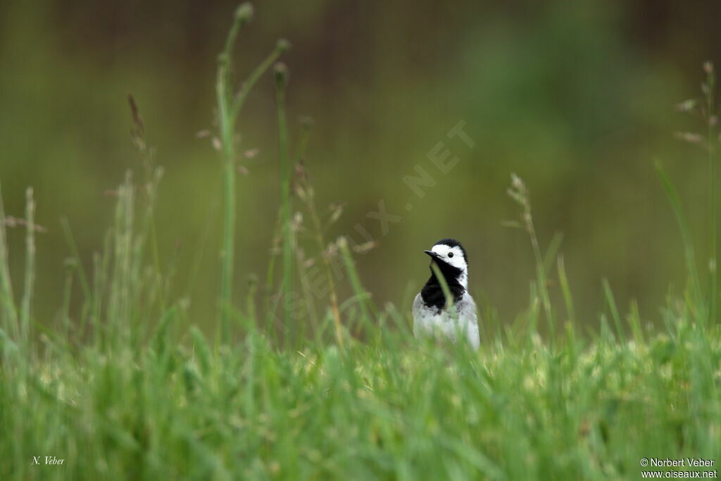 White Wagtail