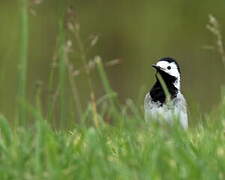 White Wagtail