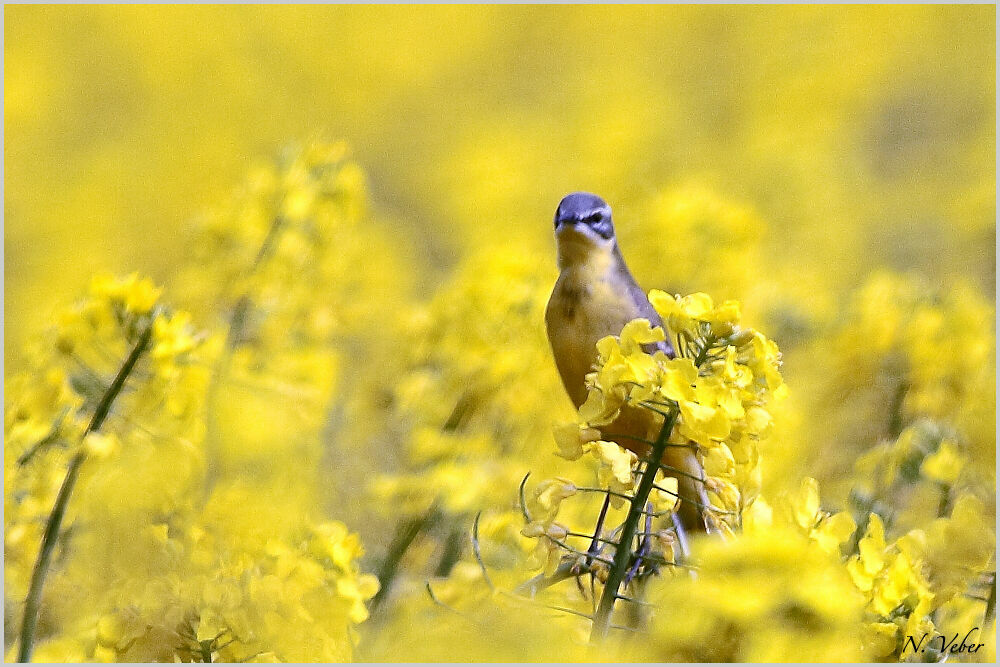 Western Yellow Wagtailadult