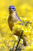 Western Yellow Wagtail