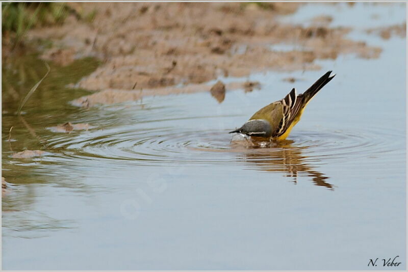 Western Yellow Wagtailadult