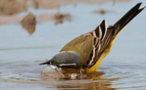 Western Yellow Wagtail