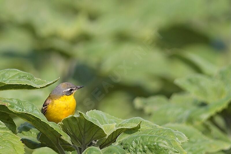 Western Yellow Wagtail