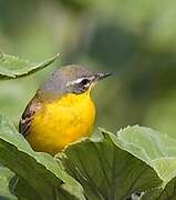 Western Yellow Wagtail