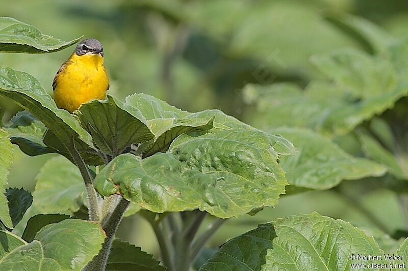 Western Yellow Wagtailadult