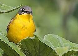 Western Yellow Wagtail