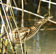 Little Bittern