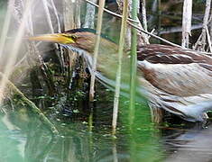 Little Bittern