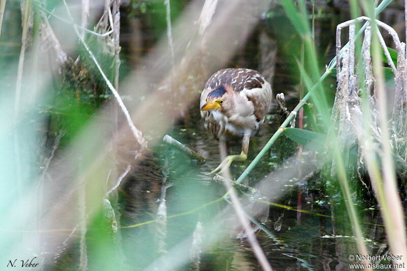 Little Bittern female adult, Behaviour