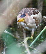 Little Bittern