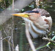 Little Bittern