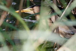 Little Bittern