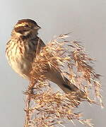 Common Reed Bunting