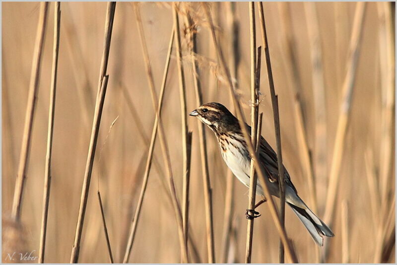 Common Reed Bunting