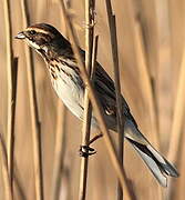 Common Reed Bunting