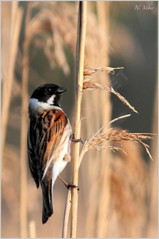 Common Reed Bunting