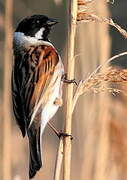 Common Reed Bunting