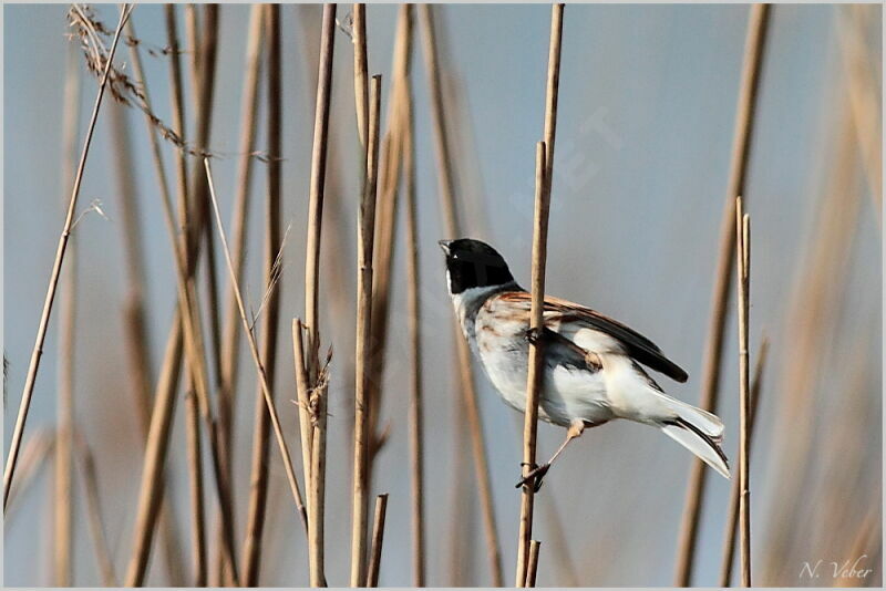 Common Reed Bunting male adult