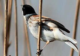 Common Reed Bunting