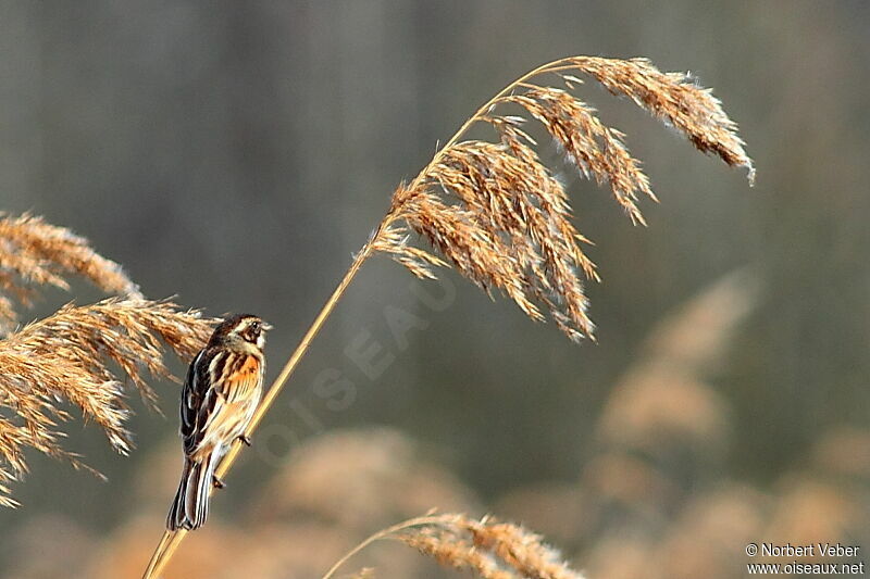 Common Reed Bunting female adult