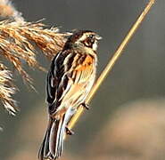 Common Reed Bunting