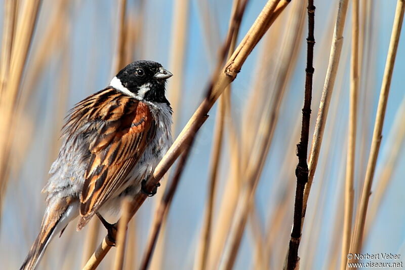 Common Reed Bunting male adult