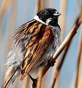 Common Reed Bunting