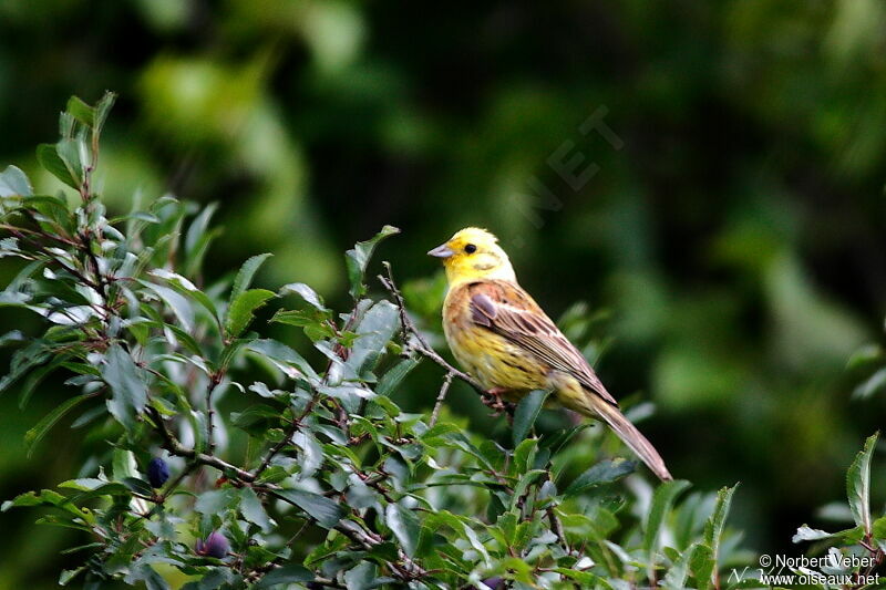 Bruant jaune mâle adulte