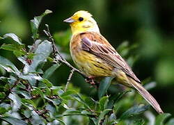 Yellowhammer