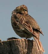 Corn Bunting