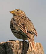 Corn Bunting