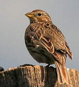 Corn Bunting