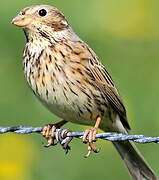 Corn Bunting