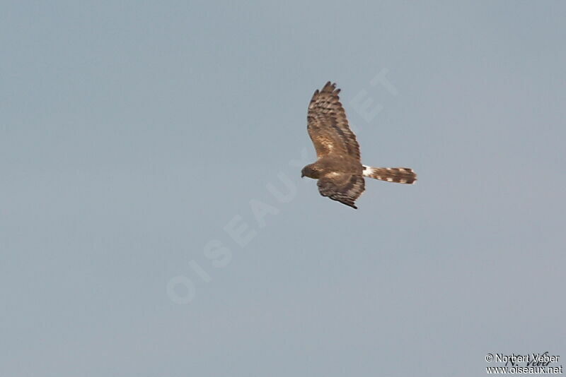 Montagu's Harrier female adult, Flight