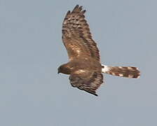 Montagu's Harrier