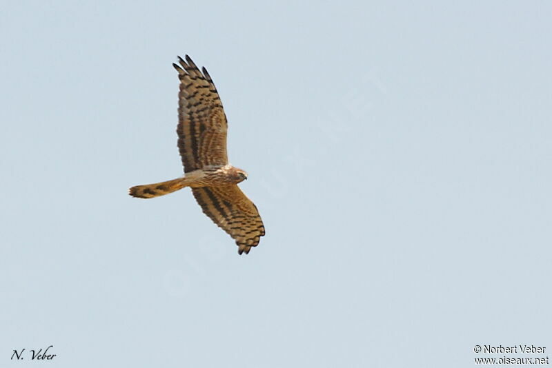 Montagu's Harrier female adult, Flight