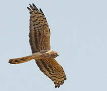 Montagu's Harrier