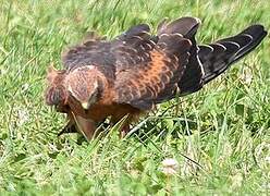 Montagu's Harrier