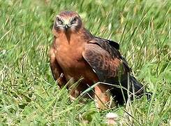 Montagu's Harrier