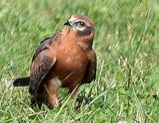 Montagu's Harrier