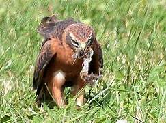 Montagu's Harrier