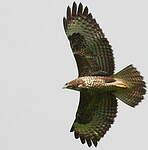 Buse variable