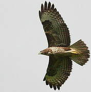 Common Buzzard