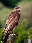 Common Buzzard