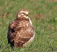 Common Buzzard