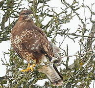 Common Buzzard