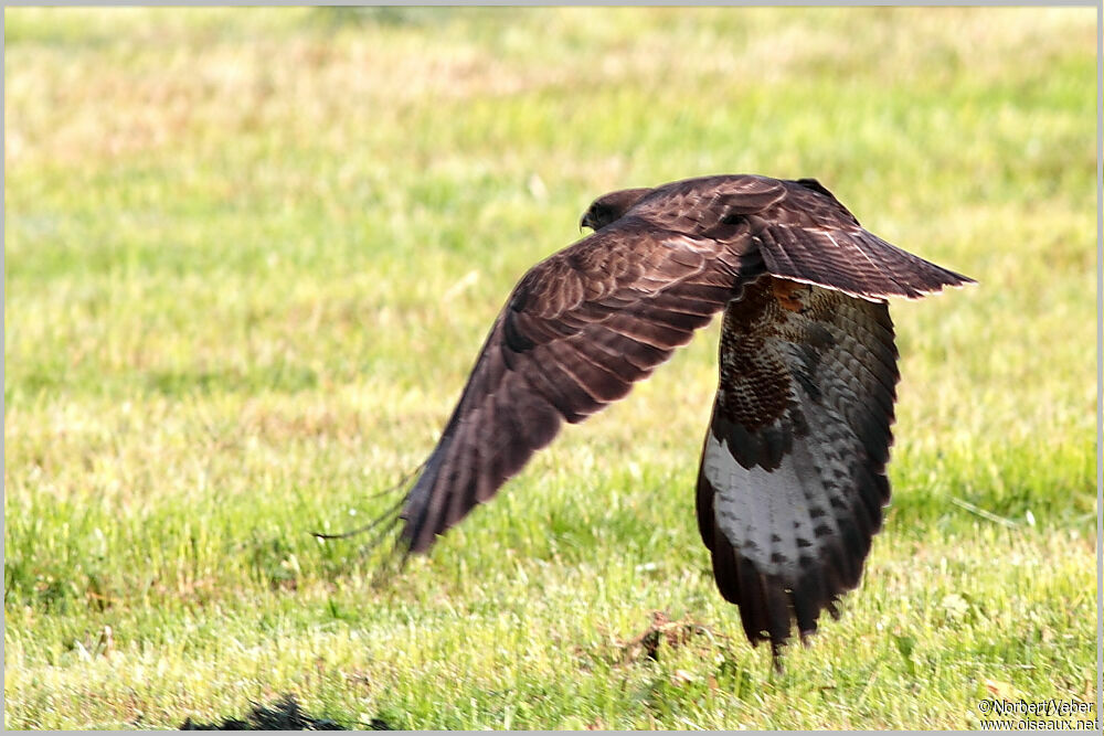 Common Buzzardadult, Flight