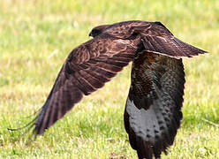 Common Buzzard