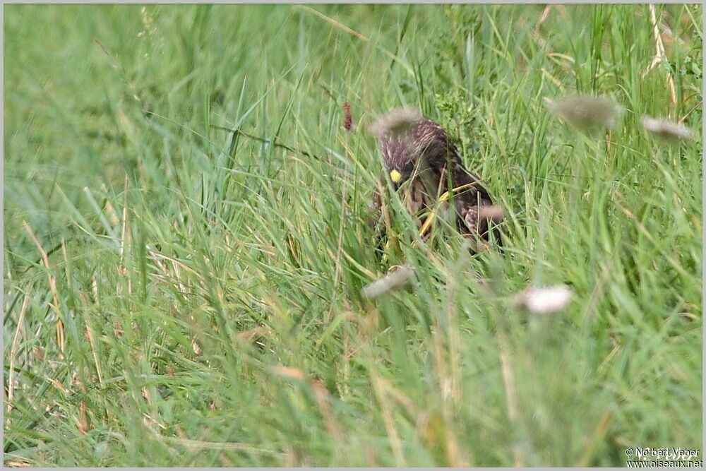 Common Buzzardadult, Behaviour