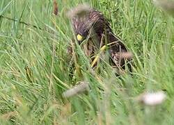 Common Buzzard